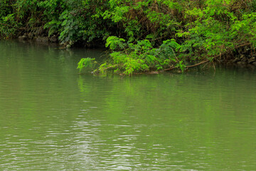 duck in the pond