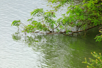 tree in the water