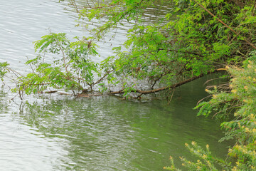 river in the forest