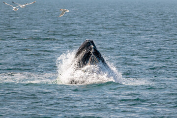 Humpback Whale - Breaching