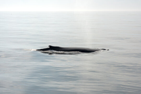 Humpback Whale Exhales - Tranquil Waters