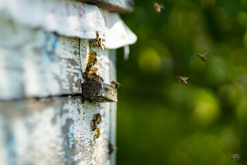 Bees flying around beehive. Honey bees swarming and flying around their beehive. Beekeeping concept. Selective focus