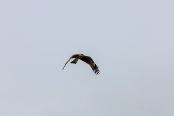 vulture in flight