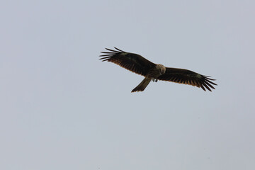 osprey in flight