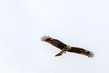 eagle in flight