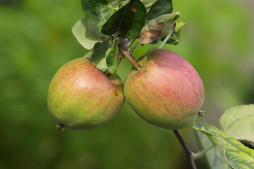 Apples hanging on a apple tree