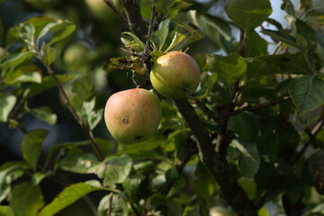 Apples hanging on a apple tree