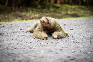 Selective focus on a sloth crossing a tropical road © carles