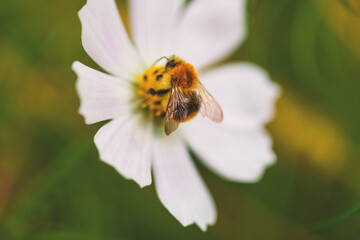 A fluffy bumblebee pollinate on a white summer flower.