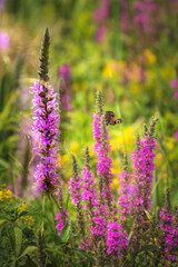 flower on the meadow