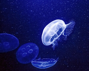 Naklejka na ściany i meble A Small Smack of Moon Jellyfish