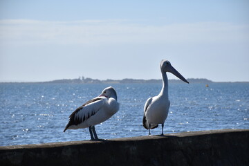 pelicans on the pier