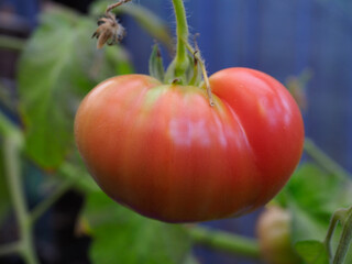 A large heritage beefsteak tomato shown in a semi ripe state