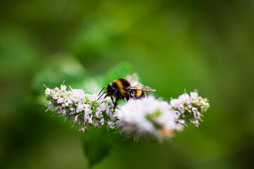 A maco of a bee doing honey work