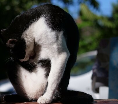 Un chat de Mayotte se lèche les poils