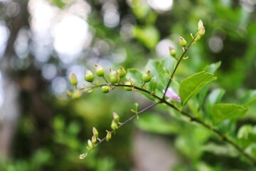 Hena (Mehndi) plant flower