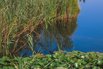 View of the pond overgrown with reeds and water lilies on a sunny summer day. Summer city landscape.