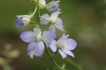 初夏の庭に咲くチドリソウの薄紫色の花