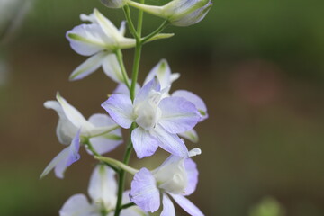 Obraz premium 初夏の庭に咲くチドリソウの薄紫色の花