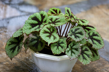 Iron Cross Begonia Plant or Begonia Masoniana. In Indonesia it is known as tapak macan or tapak...