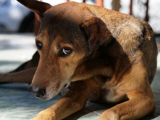 Un chien de mangrove de Mayotte aux aguets