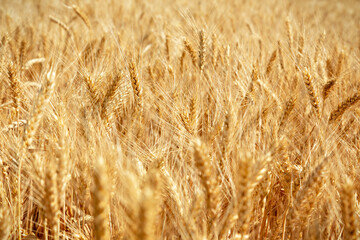 Abstract background. Golden ears of wheat. Selective focus. High quality photo
