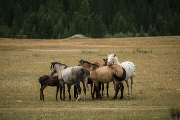 Horses drink water from a mountain river in the Altai Republic