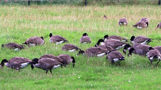 canadian geese grazing on meadow
