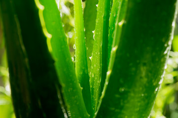 Aloe vera tree on nature background.