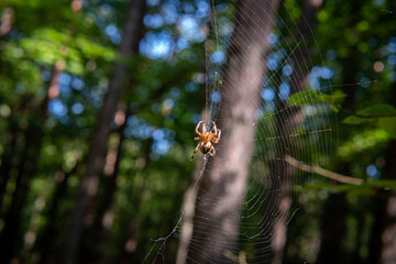Spider in a web on the background of the autumn forest. Spider web at sunset.