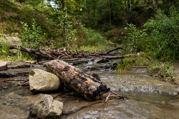 Rocks and log in the brook deep in the forest.