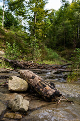 Fototapeta na wymiar Rocks and log in the brook deep in the forest.