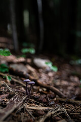 wild growing poisonous mushrooms in the forest. Closeup.