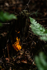 wild growing poisonous mushrooms in the forest. Closeup.
