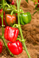 Fresh sweet pepper on nature background.