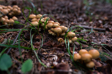 wild growing poisonous mushrooms in the forest. Closeup.