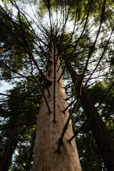 Pine tree without bark. Sick tree in the forest.