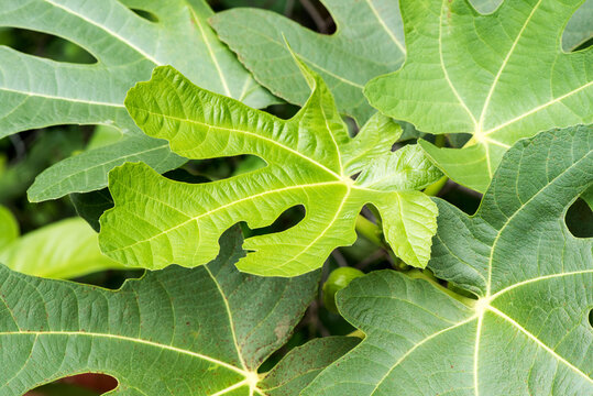 Fig green leaves on natural background.
