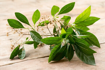 Bitterleaf tree or gymnanthemum extensum on nature background.