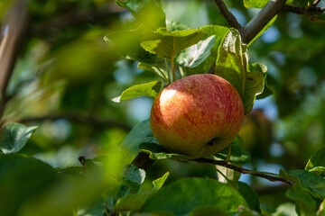 organic red apples growing on an apple tree in nature in summer