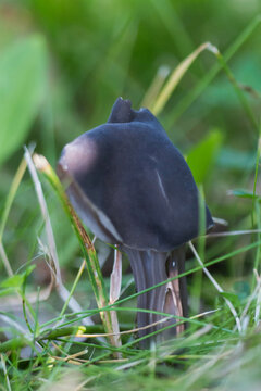 Elfin saddle mushroom (Helvella lacunosa)