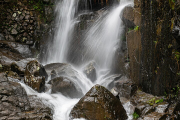 There are small waterfalls in the primeval forest. The water is very clear