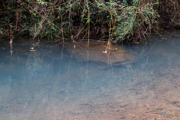 The stream in the primeval forest is very flat and clear
