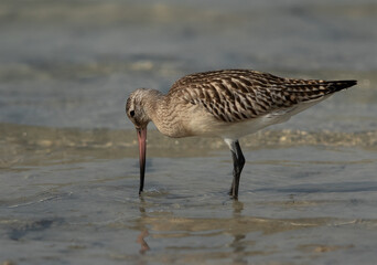 Bar-tailed Godwit feeing at Busiateen coast of Bahrain