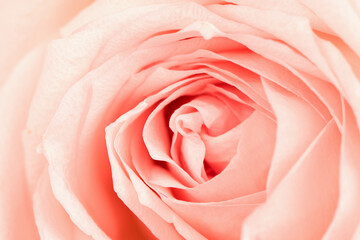 Close up fresh rose surface background.