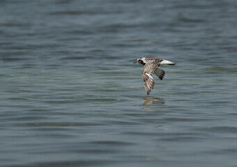 Grey plover flying at Busaiteen coast of Bahrain