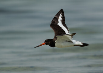 Oystercatcher flying at Busaiteen coast of Bahrain