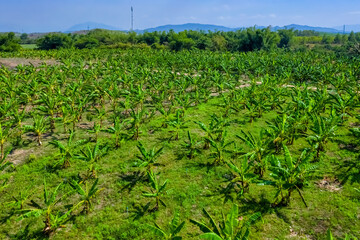 Fototapeta na wymiar Banana farm at Dien Khanh ward, Khanh Hoa province, Vietnam