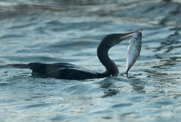 Obraz premium Socotra cormorant with a fish catch at Busaiteen coast, Bahrain