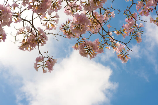 Pink trumpet shrub or tabebuia rosea flowers on the blue sky background.